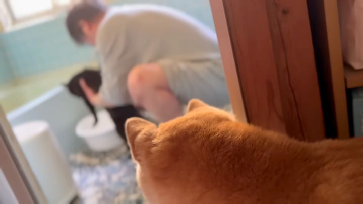 猫を心配する柴犬