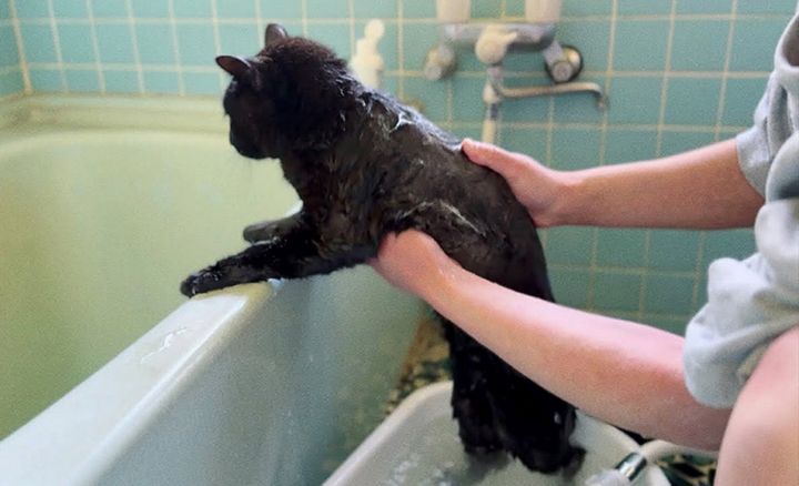 お風呂に入る猫