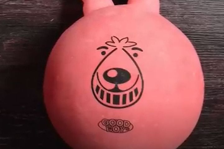 初めての音の鳴るおもちゃ…子犬の反応は？