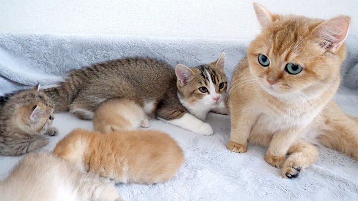 いまだにミルク飲む子猫