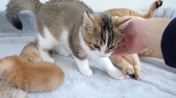 止められた子猫