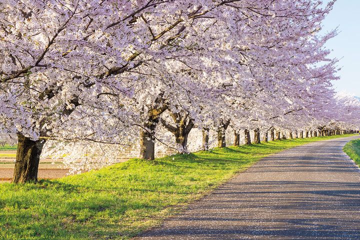 桜並木