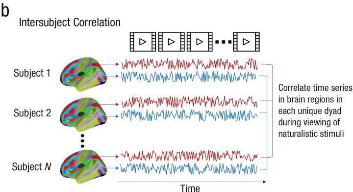 b. 参加者2人を1組として、動画視聴中の脳領域の反応の相関を確認した。