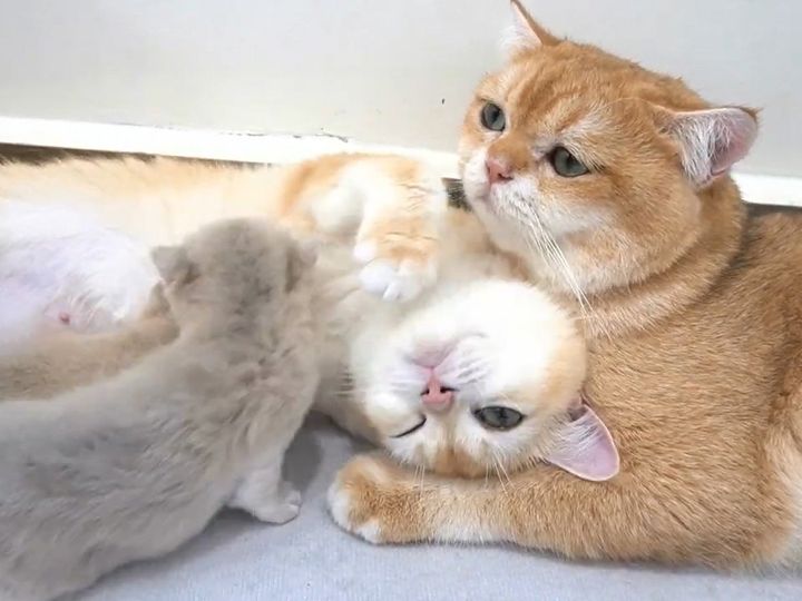 かわいいが渋滞してる…！