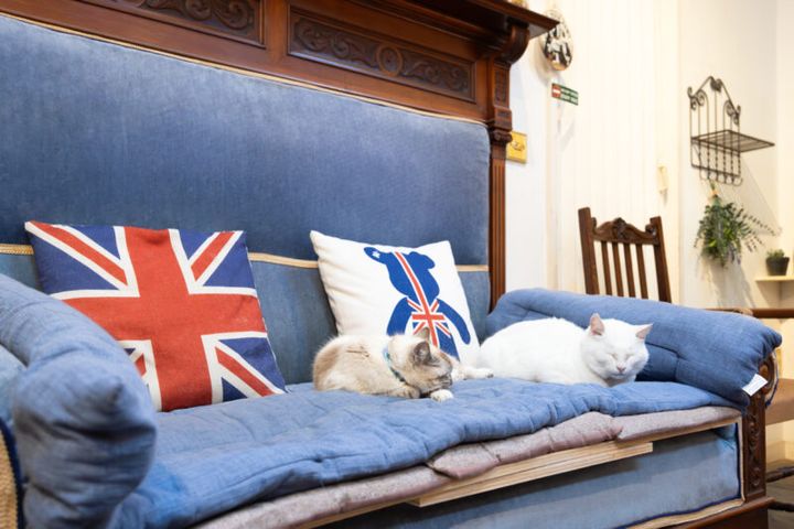 「ドリプレ・ローズガーデン」の猫