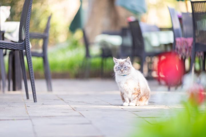 「ドリプレ・ローズガーデン」の猫