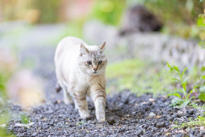 「ドリプレ・ローズガーデン」の猫