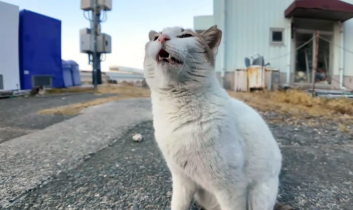 ナデナデを催促する猫