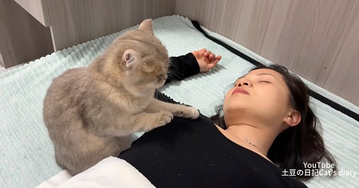 飼い主さんに寄り添う猫