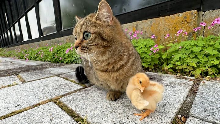ヒヨコと出かけた子猫