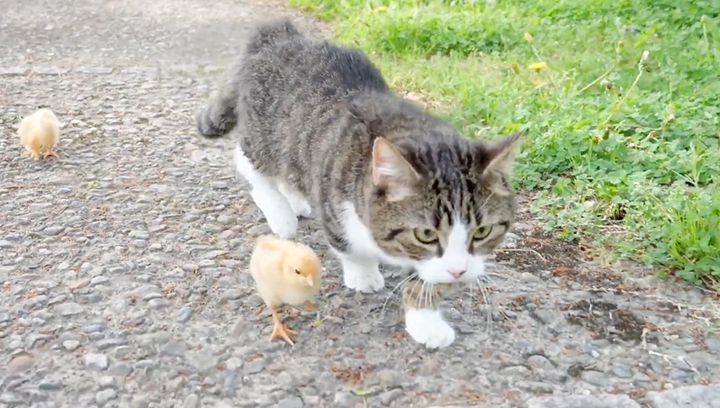 ヒヨコと散歩する猫