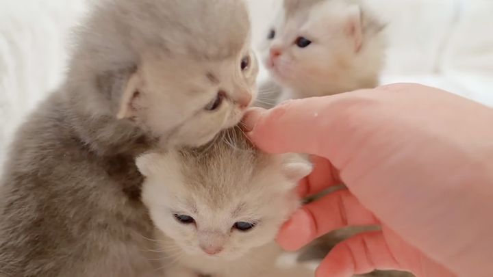 ナデナデされる子猫達