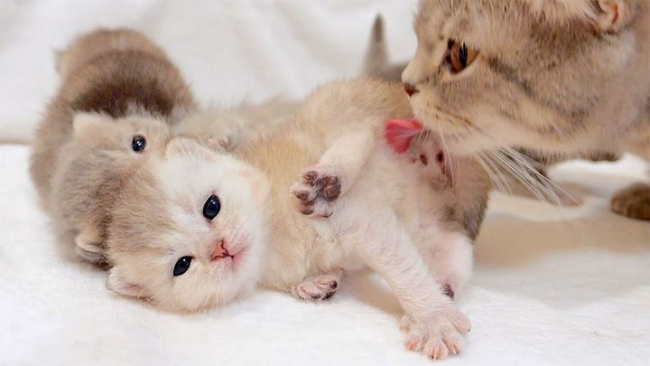 されるがままの子猫達