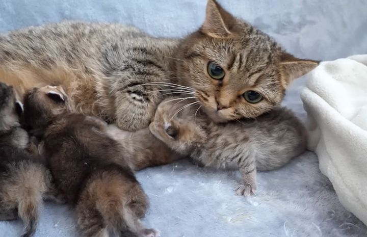 一緒に過ごす子猫と母猫