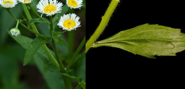 ハルジオンとヒメジョオンの葉