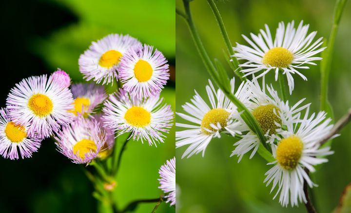 ハルジオンとヒメジョオン
