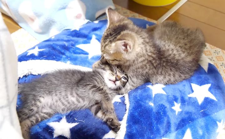 毛づくろいする猫