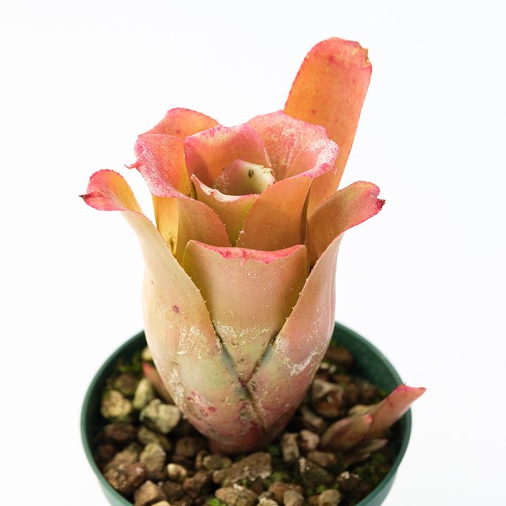 Neoregalia cf. bahiana