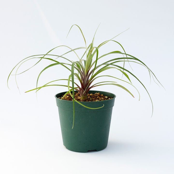 Rokautskyia fernseeoides