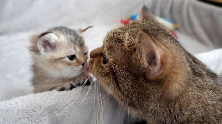 ママ猫に呼ばれた子猫