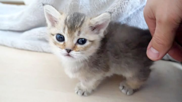 お産箱の外に出た子猫