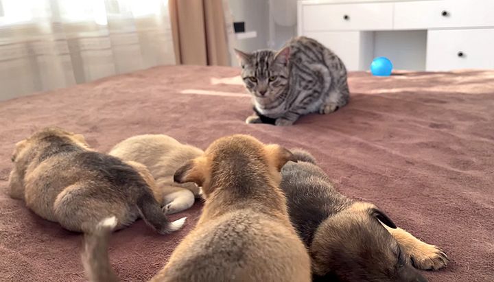 子犬達と初対面した猫