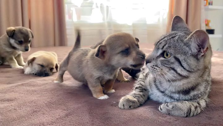 子犬にグイグイ来られる猫