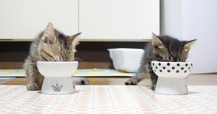 ご飯を食べる子猫達