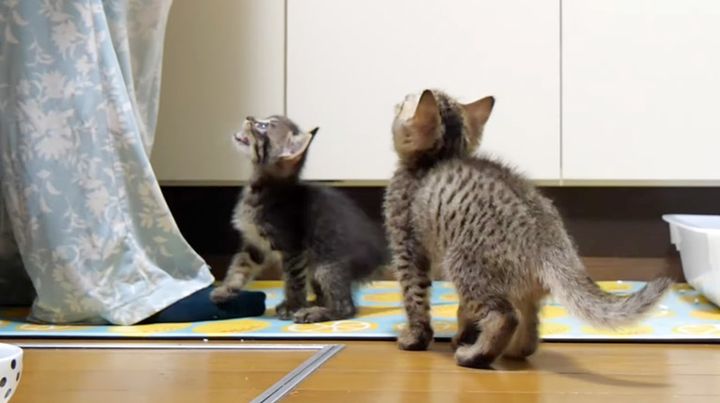 ご飯を催促する子猫達