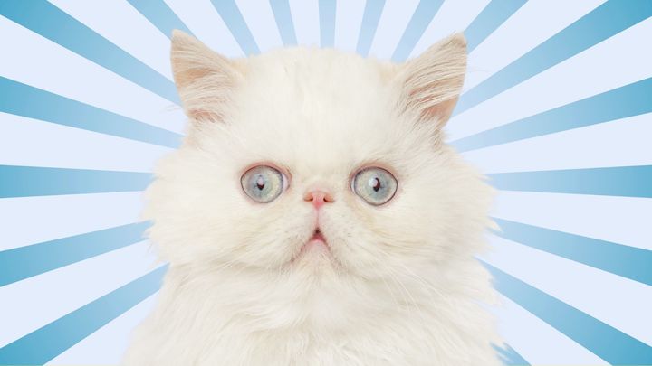 可愛すぎる進化の背景