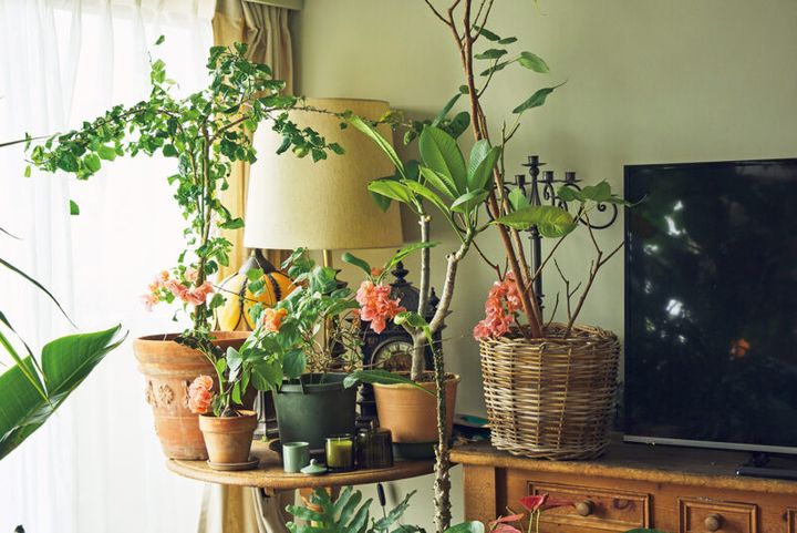 こだわりの壁の前では、グリーンがより魅力的に。