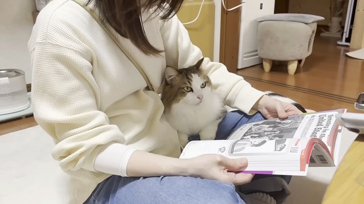 英語を勉強する猫
