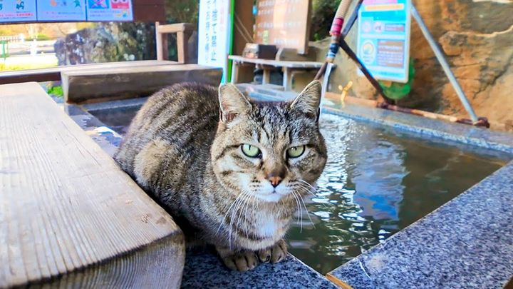 足湯の管理人の猫
