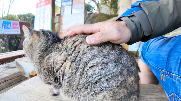 猫を撫でながら足湯に浸かる