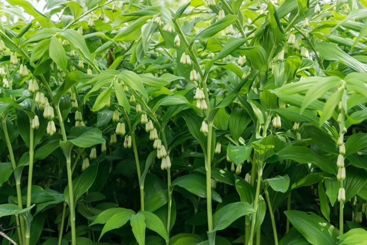 アマドコロに似た植物