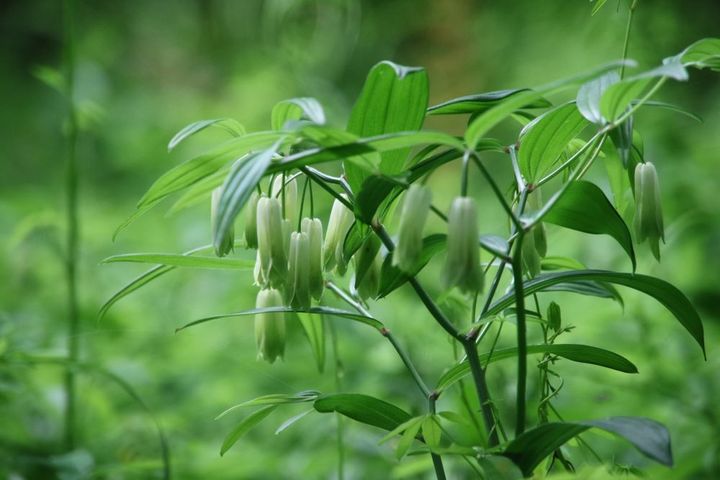 ホウチャクソウ