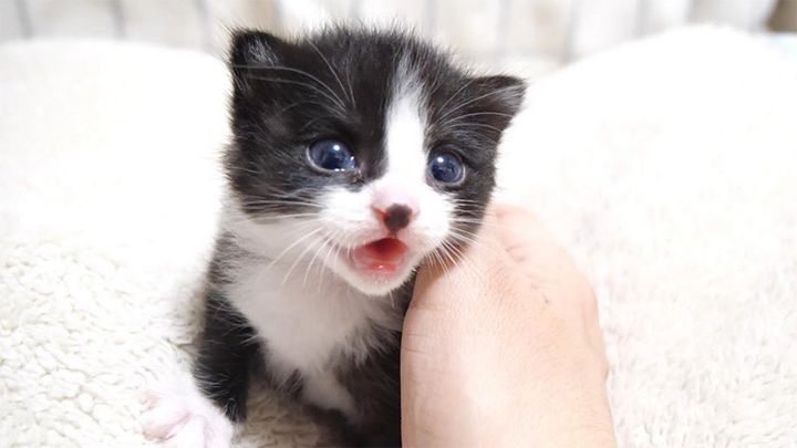 お代わりをおねだりする子猫