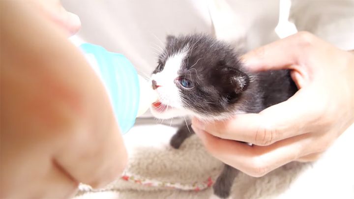 ミルクを飲む子猫