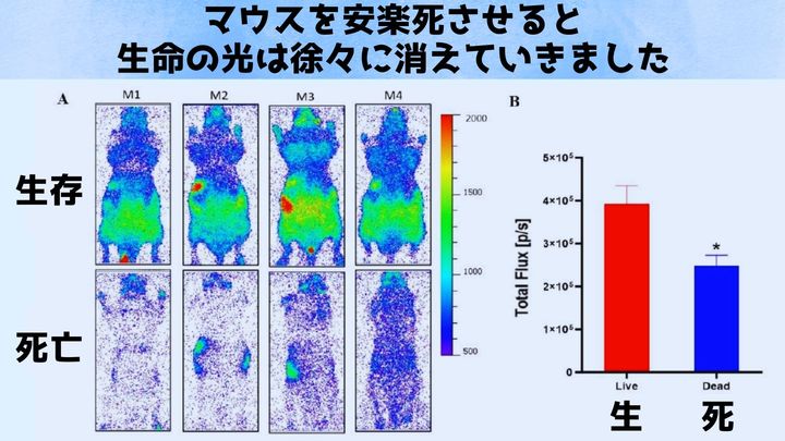 命が消えると光もほとんど消えてしまう