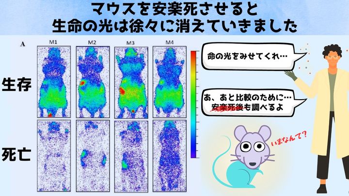 すべての生き物は不気味な光を発しているが、それは死ぬと消えてしまう