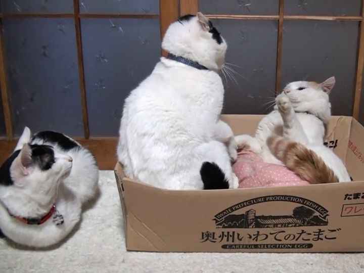 今にもケンカが始まりそうだけど…