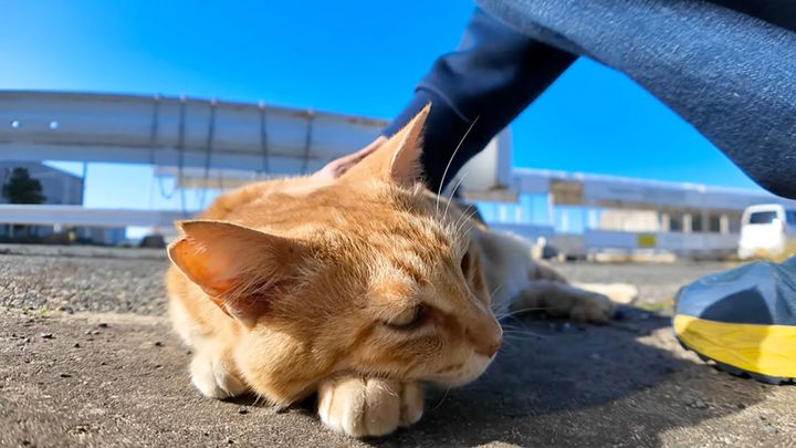 寝言のようにムニャムニャ言う猫