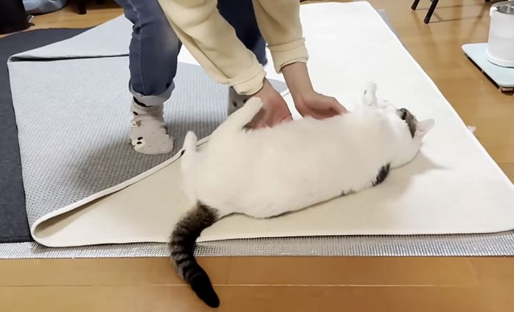 転がされる猫