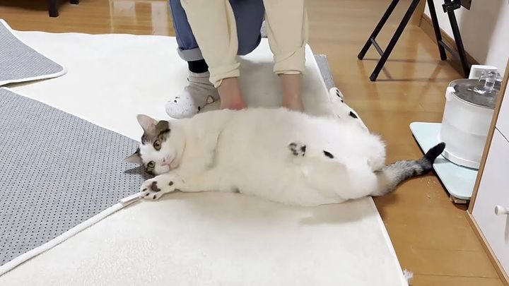 転がされる猫
