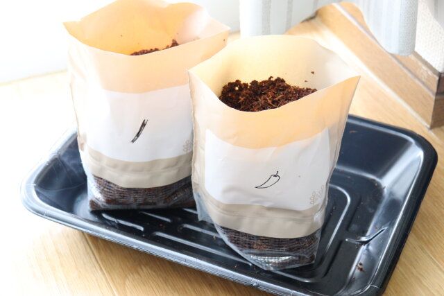 ダイソーの簡単に栽培できる本鷹の爪蕃椒