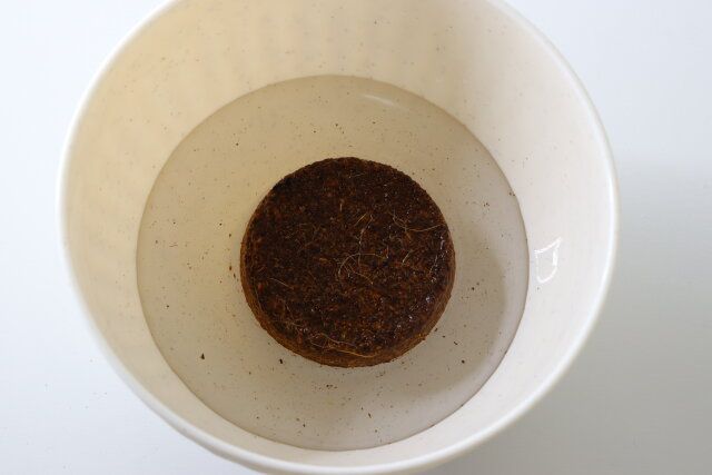 ダイソーの本鷹の爪蕃椒の用土