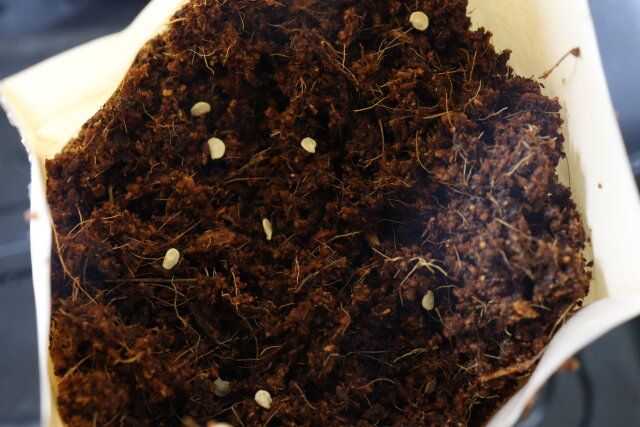 ダイソーの袋のプランター付き本鷹の爪蕃椒