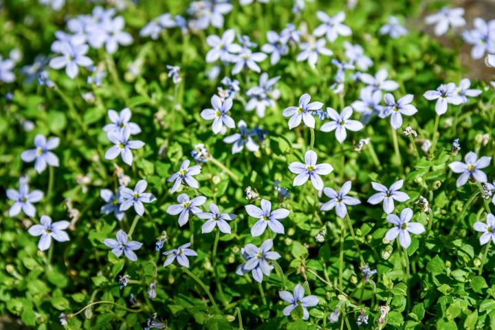 イソトマ・フルビアティリス