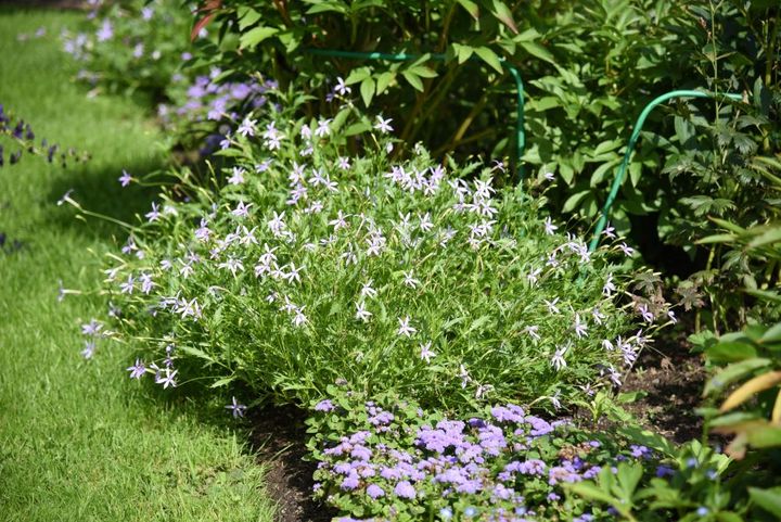 イソトマの花壇