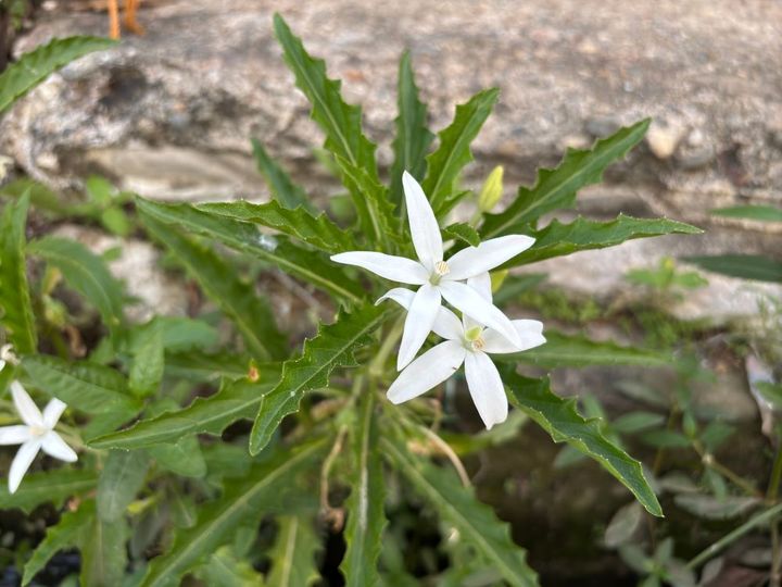 イソトマ・ロンギフローラ